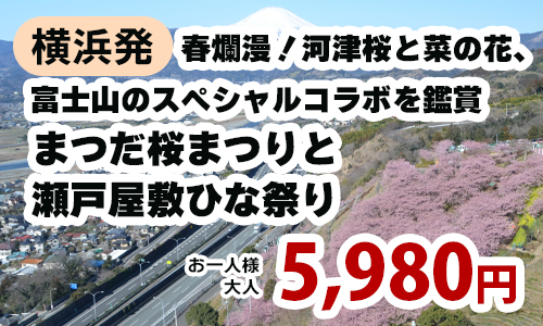 横浜発　春爛漫！河津桜と菜の花、富士山のスペシャルコラボを鑑賞　まつだ桜まつりと瀬戸屋敷ひな祭り