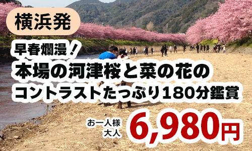 横浜発　早春爛漫！本場の河津桜と菜の花のコントラストたっぷり180分鑑賞