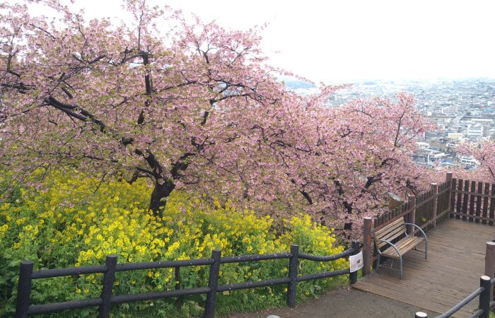 まつだ桜まつり