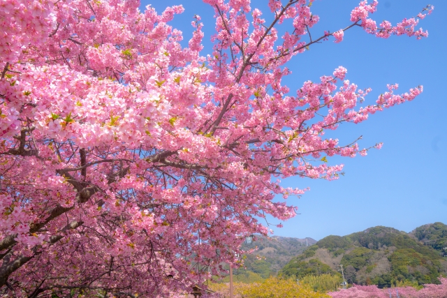 河津桜まつり