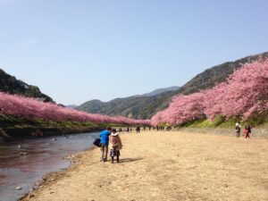 河津桜まつり