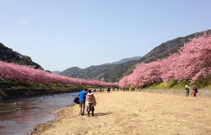 河津桜まつり