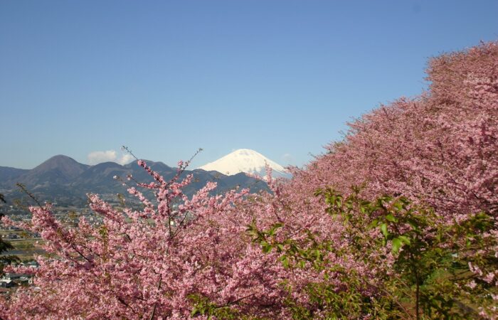 まつだ桜まつり