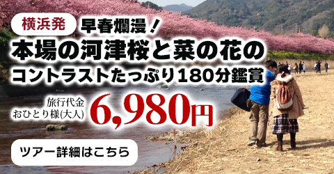 横浜発　早春爛漫！本場の河津桜と菜の花のコントラストたっぷり180分鑑賞