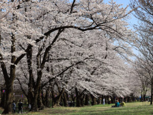 赤城南面千本桜