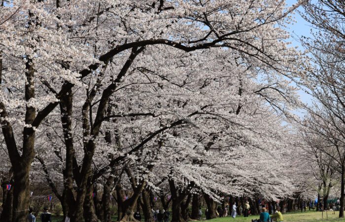 赤城南面千本桜