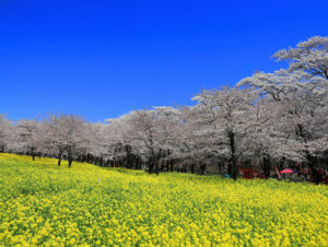 赤城南面千本桜