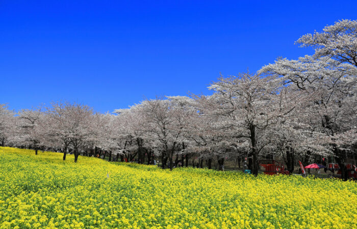 赤城南面千本桜