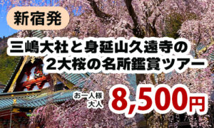 横浜発　春爛漫♪「三嶋大社」「身延山久遠寺」静岡しだれ桜二大名所を漫喫！駿河湾名物しらすと桜海老ご飯のお弁当付き！