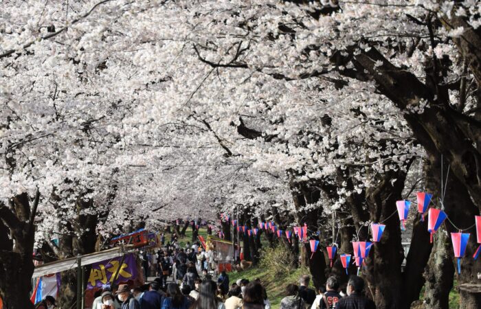 赤城南面千本桜