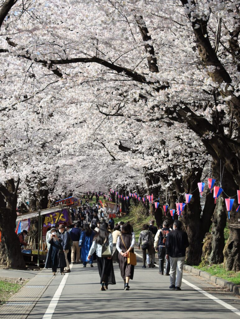赤城南面千本桜