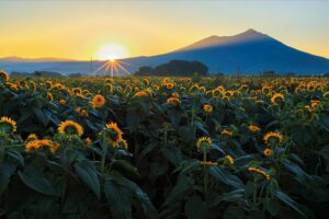 明野ひまわり畑