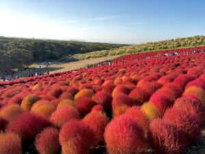 ひたち海浜公園コキア