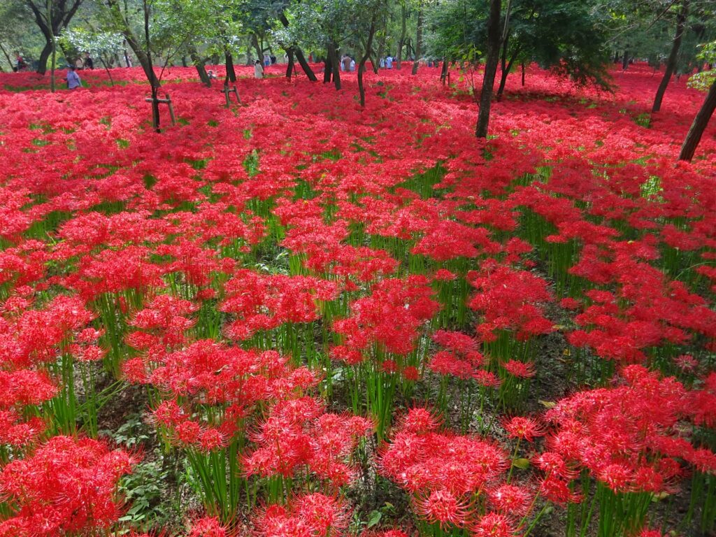巾着田曼珠沙華