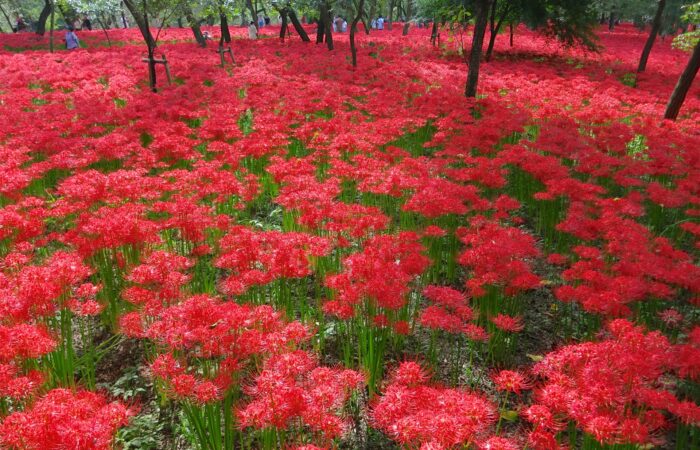 巾着田曼珠沙華