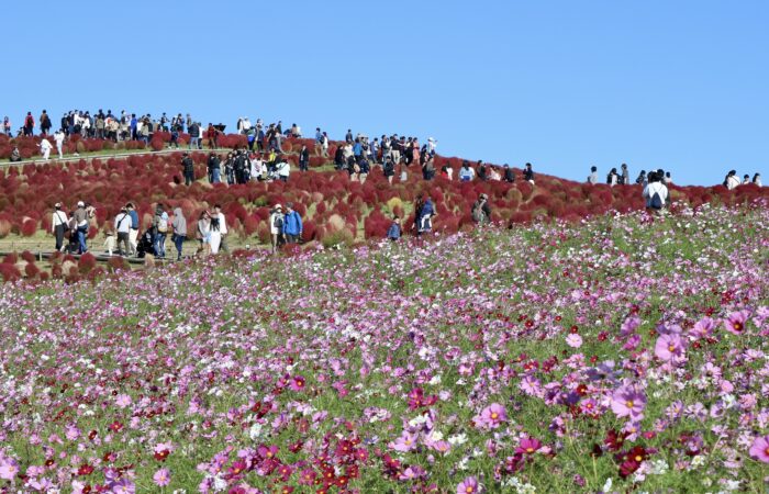 ひたち海浜公園コキア
