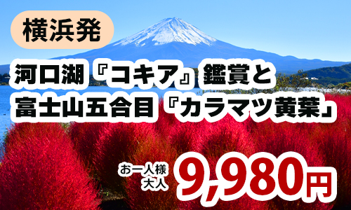 河口湖『コキア』鑑賞と富士山五合目『カラマツ黄葉」