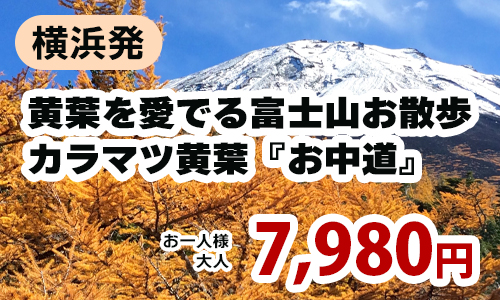 横浜発　黄葉を愛でる富士山お散歩　カラマツ黄葉『お中道』