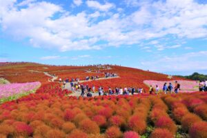 ひたち海浜公園コキア