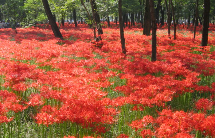 巾着田曼珠沙華