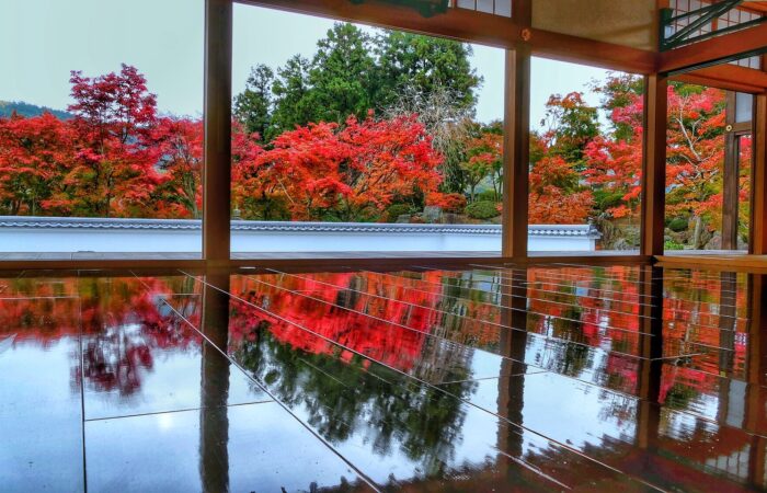 宝徳寺床もみじ