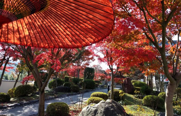 宝徳寺床もみじ