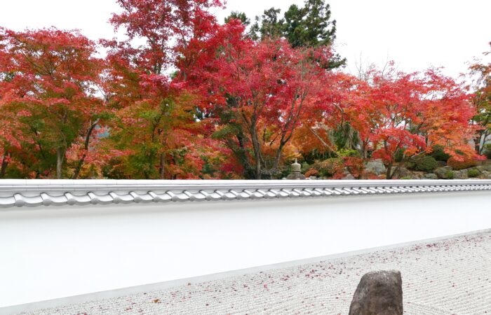 宝徳寺床もみじ