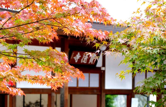 宝徳寺床もみじ