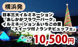 日本三大イルミネーション『あしかがフラワーパーク』イルミネーション＆いちごの里『スイーツ付♪ランチビュッフェ』