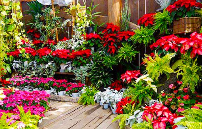 河口湖ハーブ庭園