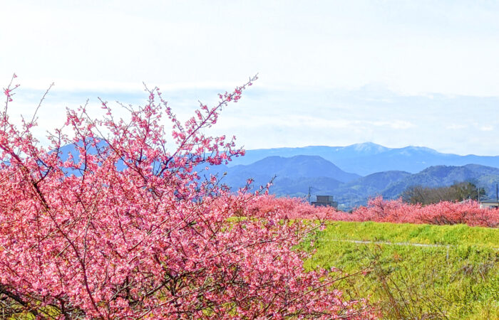 かんなみの桜