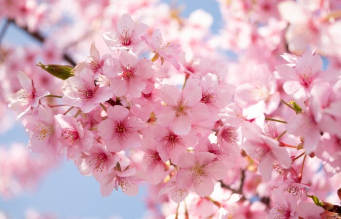 河津桜