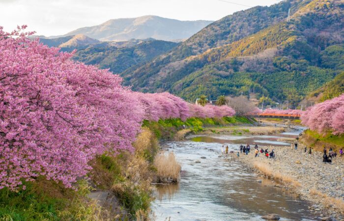 河津桜