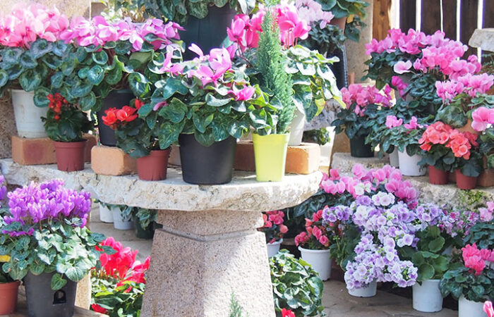 勝沼ハーブ庭園