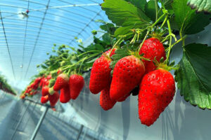 伊豆フルーツパーク