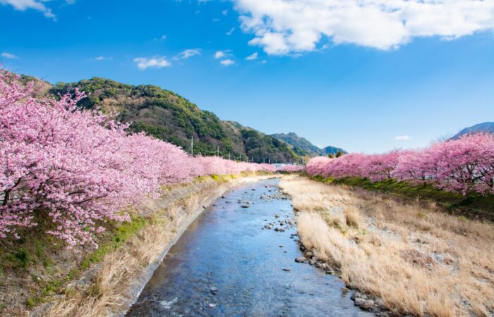 河津桜