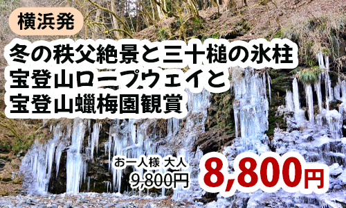 横浜発　冬の秩父絶景と”三十槌の氷柱”宝登山ロープウェイで空中散歩＆黄金に輝く宝登山蠟梅園観賞！