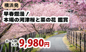 横浜発　早春爛漫！本場の河津桜と菜の花のコントラストたっぷり180分鑑賞【駿河産食材のお弁当付き】