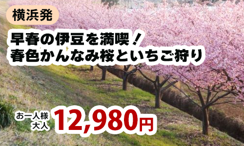 横浜発　早春の伊豆を満喫！春色かんなみ桜と大人気いちご狩りを堪能～三島スカイウォークで絶景観賞♪～