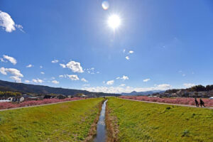 かんなみの桜