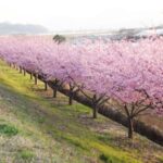 かんなみの桜