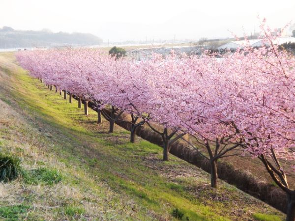 かんなみの桜
