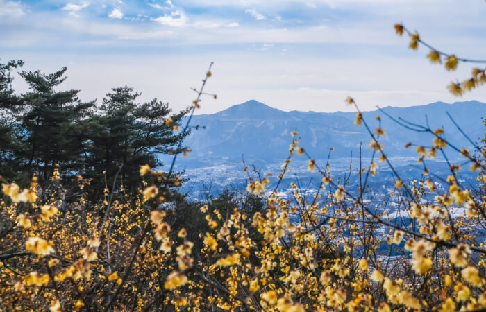 宝登山ロープウェイ