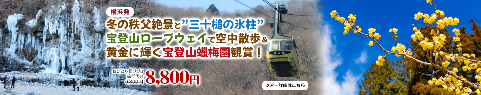 横浜発　冬の秩父絶景と”三十槌の氷柱”宝登山ロープウェイで空中散歩＆黄金に輝く宝登山蠟梅園観賞！
