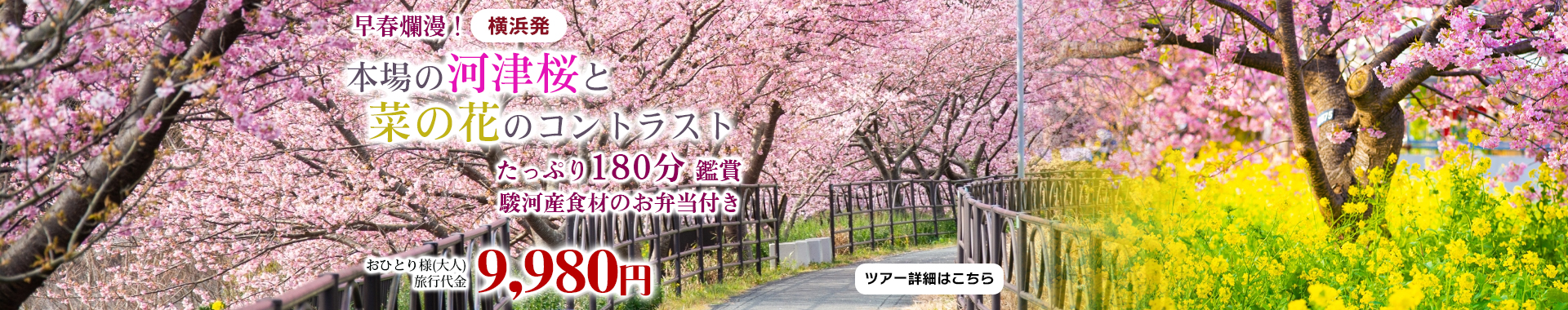 横浜発　早春爛漫！本場の河津桜と菜の花のコントラストたっぷり180分鑑賞【駿河産食材のお弁当付き】