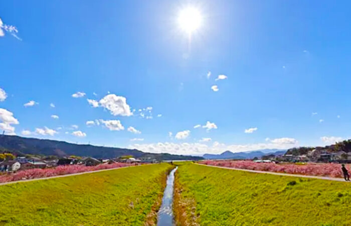 かんなみの桜