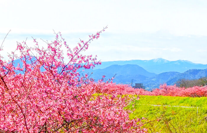 かんなみの桜