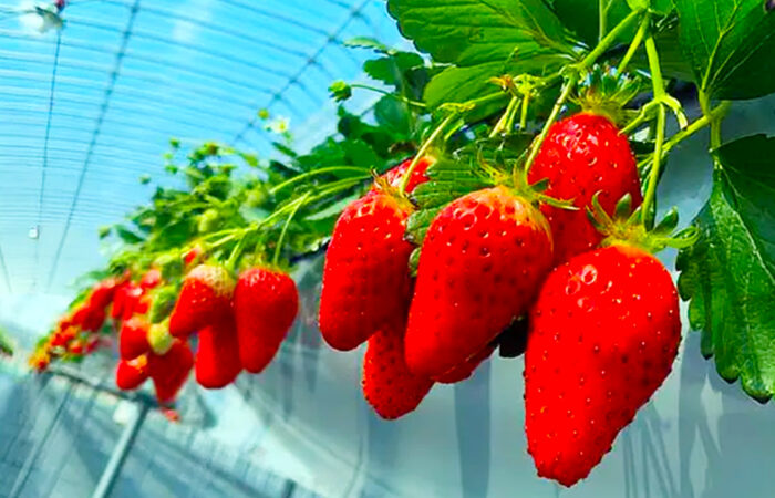 伊豆フルーツパーク