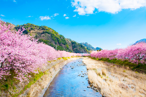河津桜
