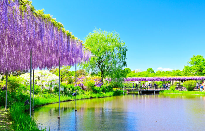 あしかがフラワーパーク